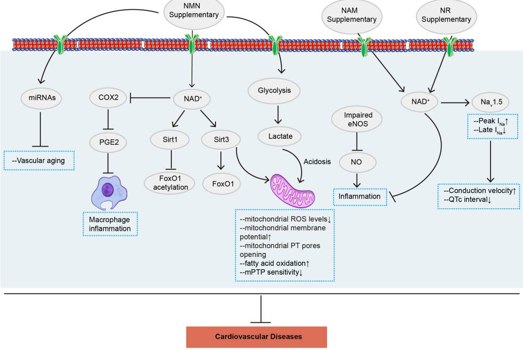 NMN通過多種信號(hào)通路改善心血管疾病