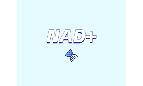 關于NAD+需要了解什么？